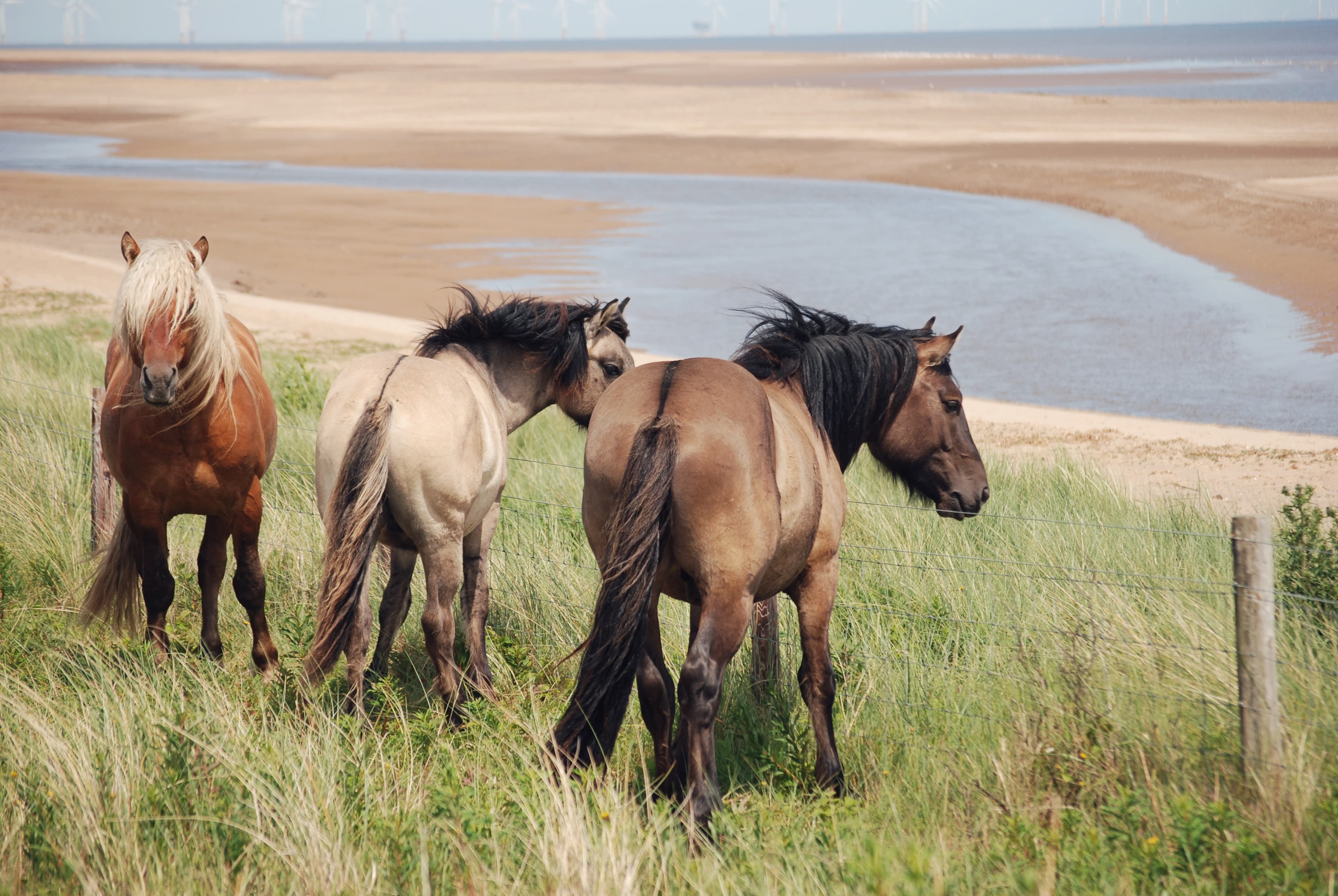 Highland ponies on coastal dunes