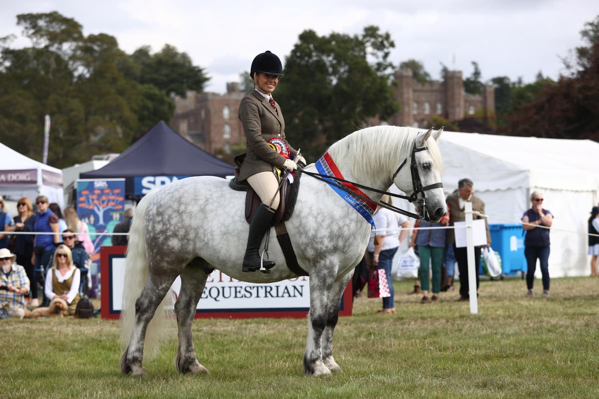 A pony and rider with a castle backdrop and show rosettes