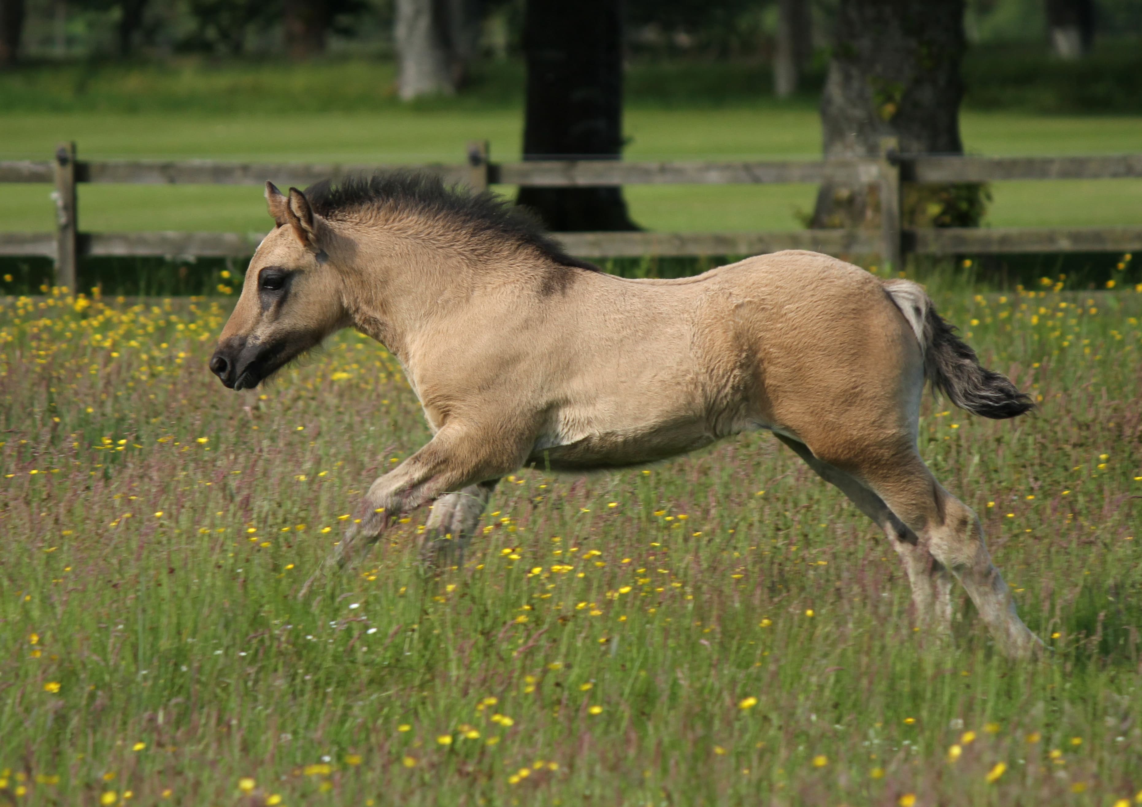 A Highland pony foal cantering through a summer meadow