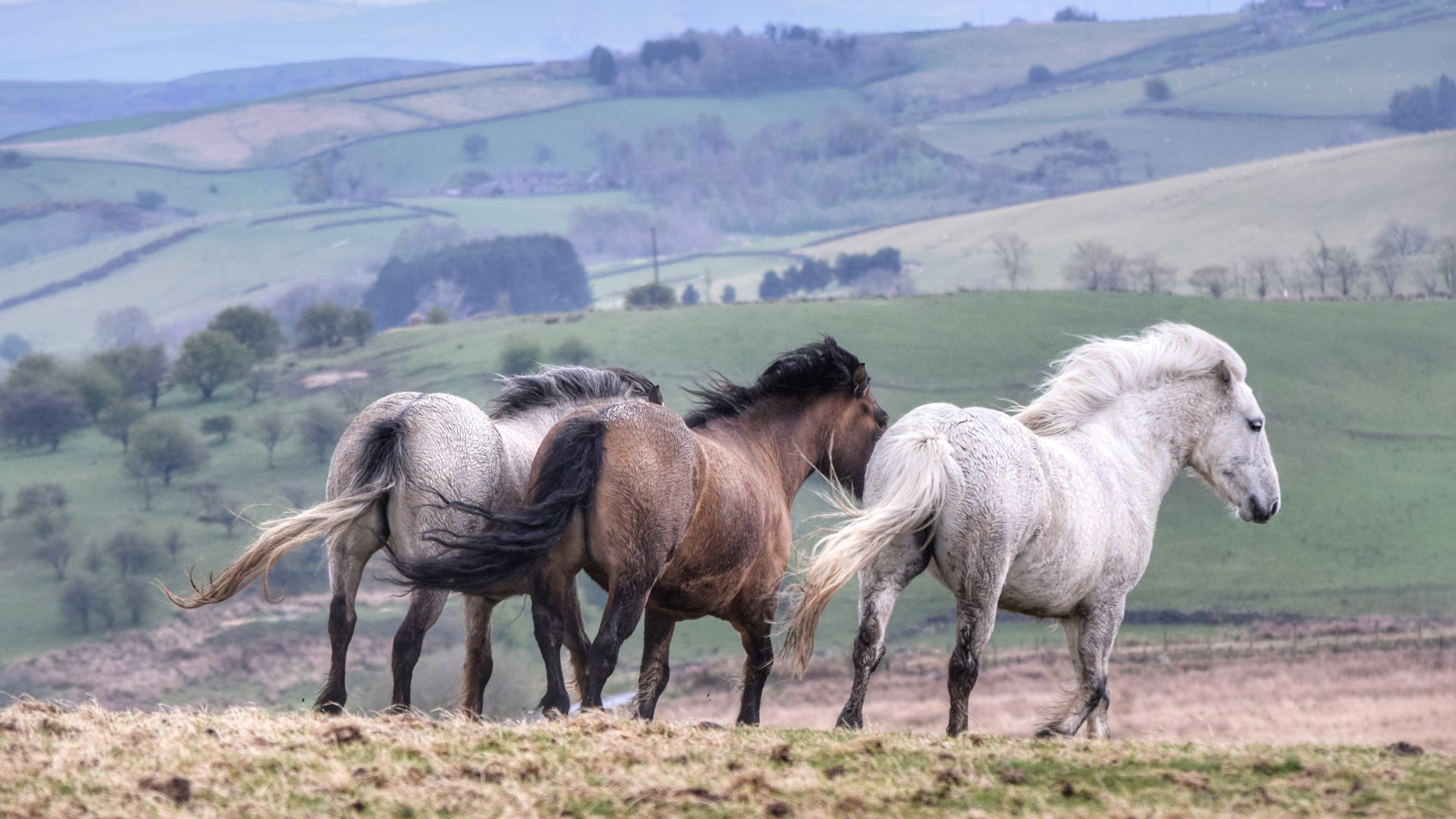 A herd of Highland ponies walking across rolling green hills
