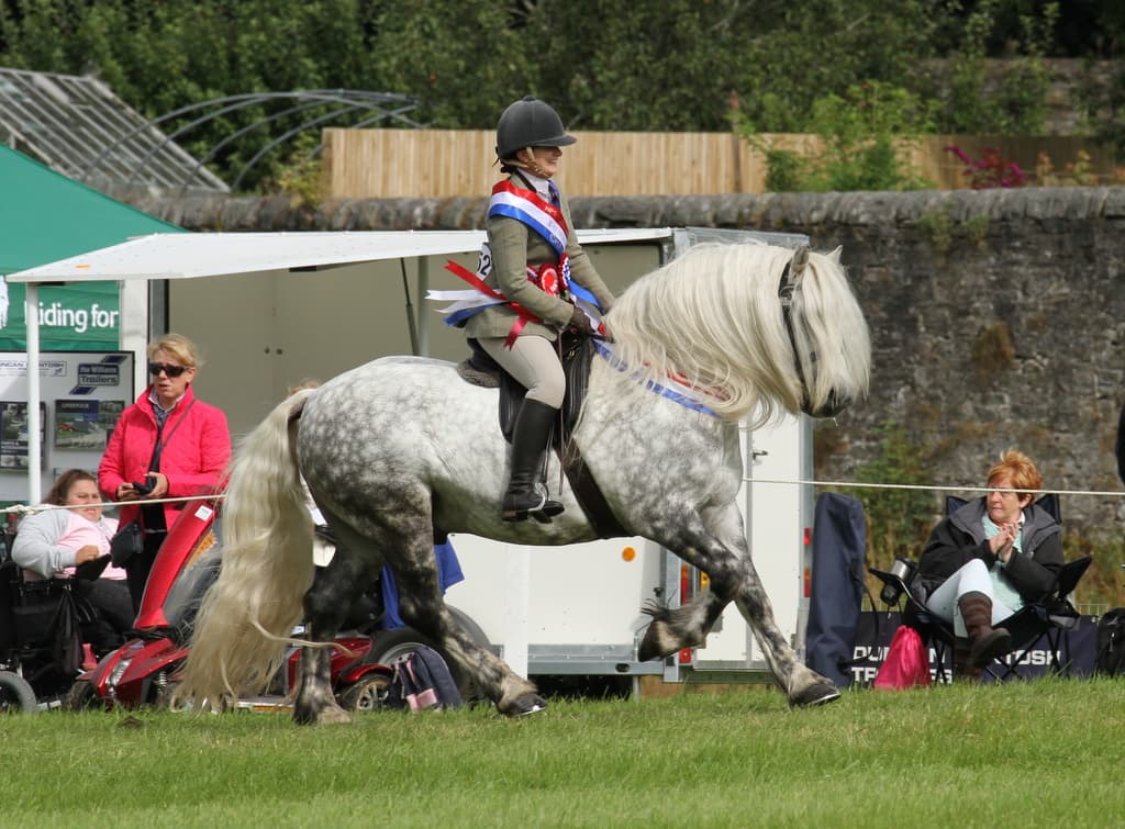 A dappled-grey Highland pony and rider competing at a medal show