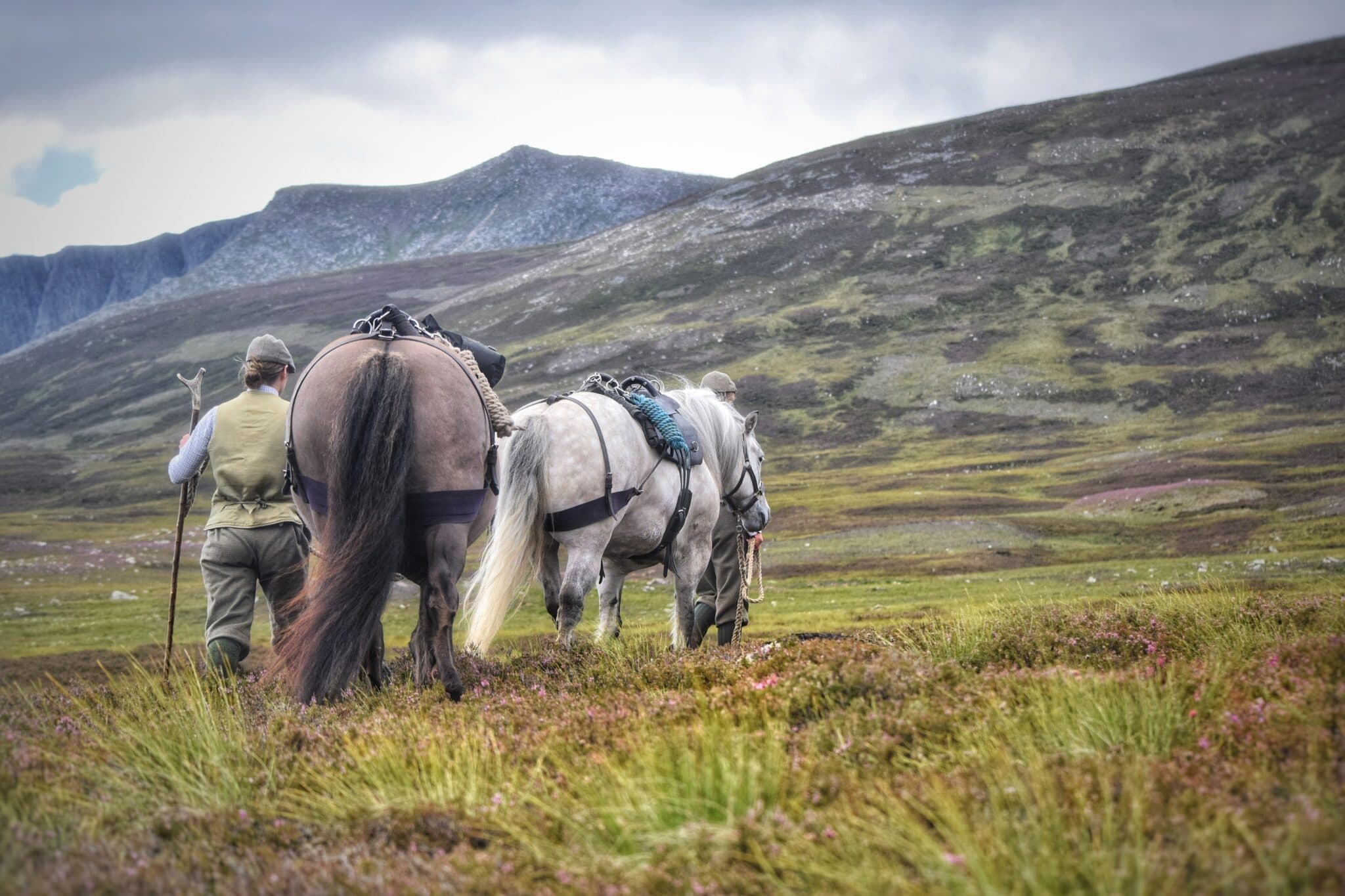 Highland landscape with ponies