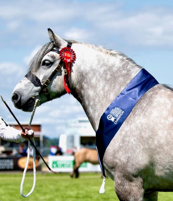 A Highland pony headshot with a championship sash