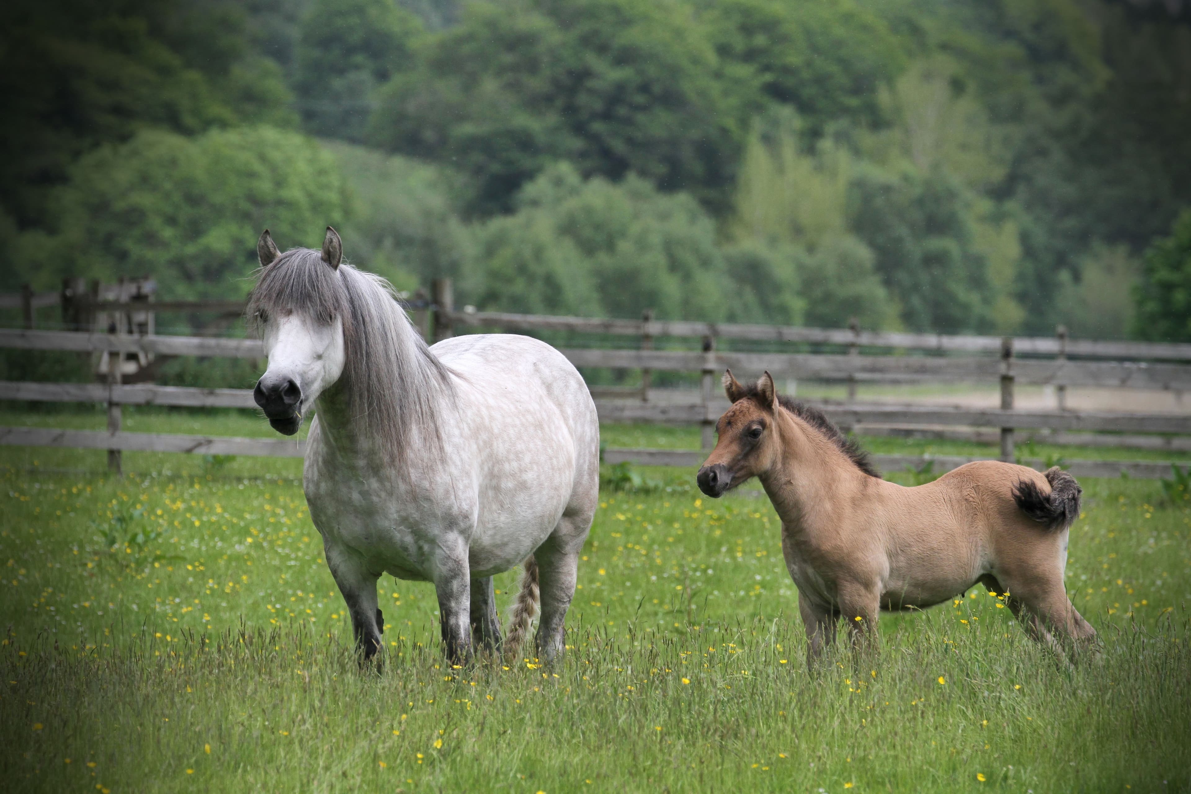 A grey Highland mare and her dun foal in a buttercup meadow