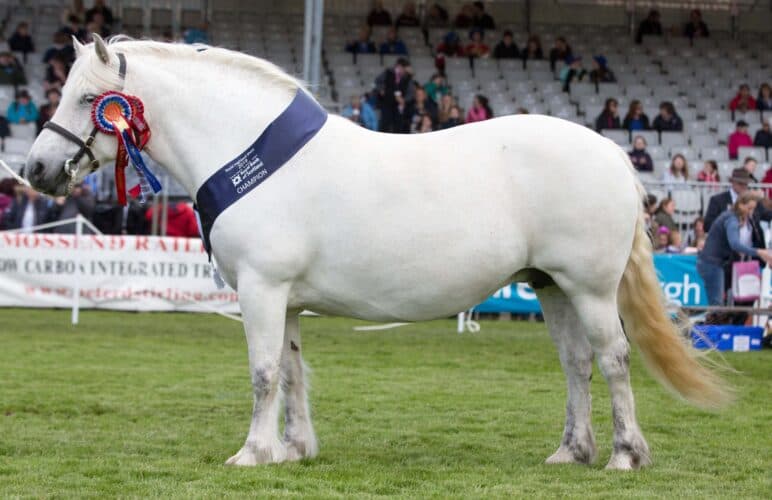 Highland pony in champion and overall Highland pony champion was West Lodge Alby from R and K Stewart  Ref:EC200619999