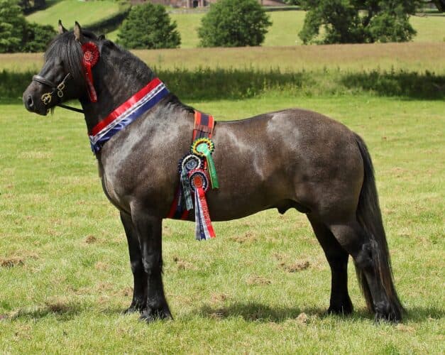 Highland pony