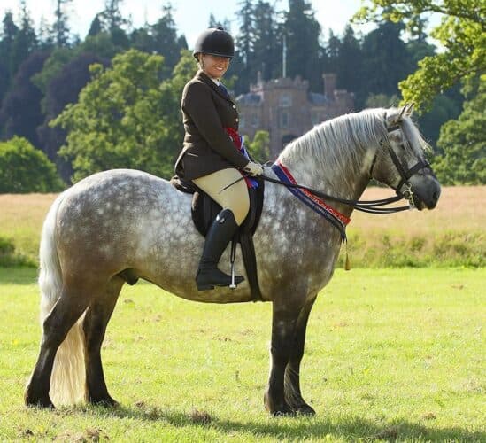 Highland pony