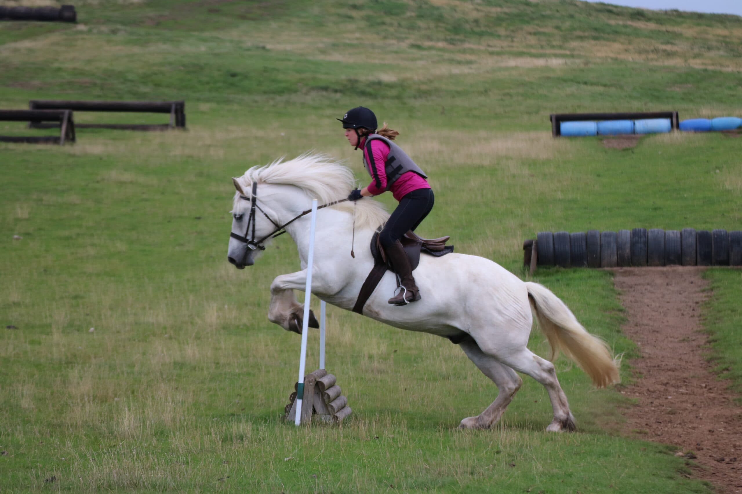 Highland pony