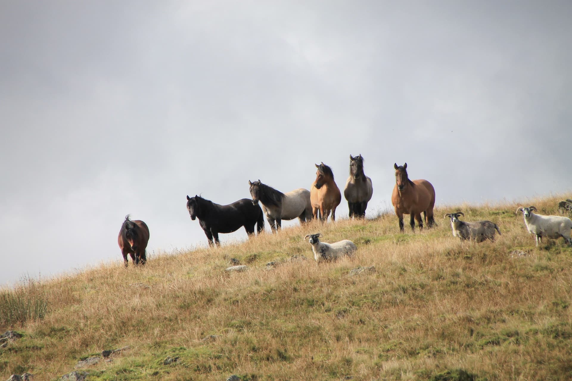 Highland pony
