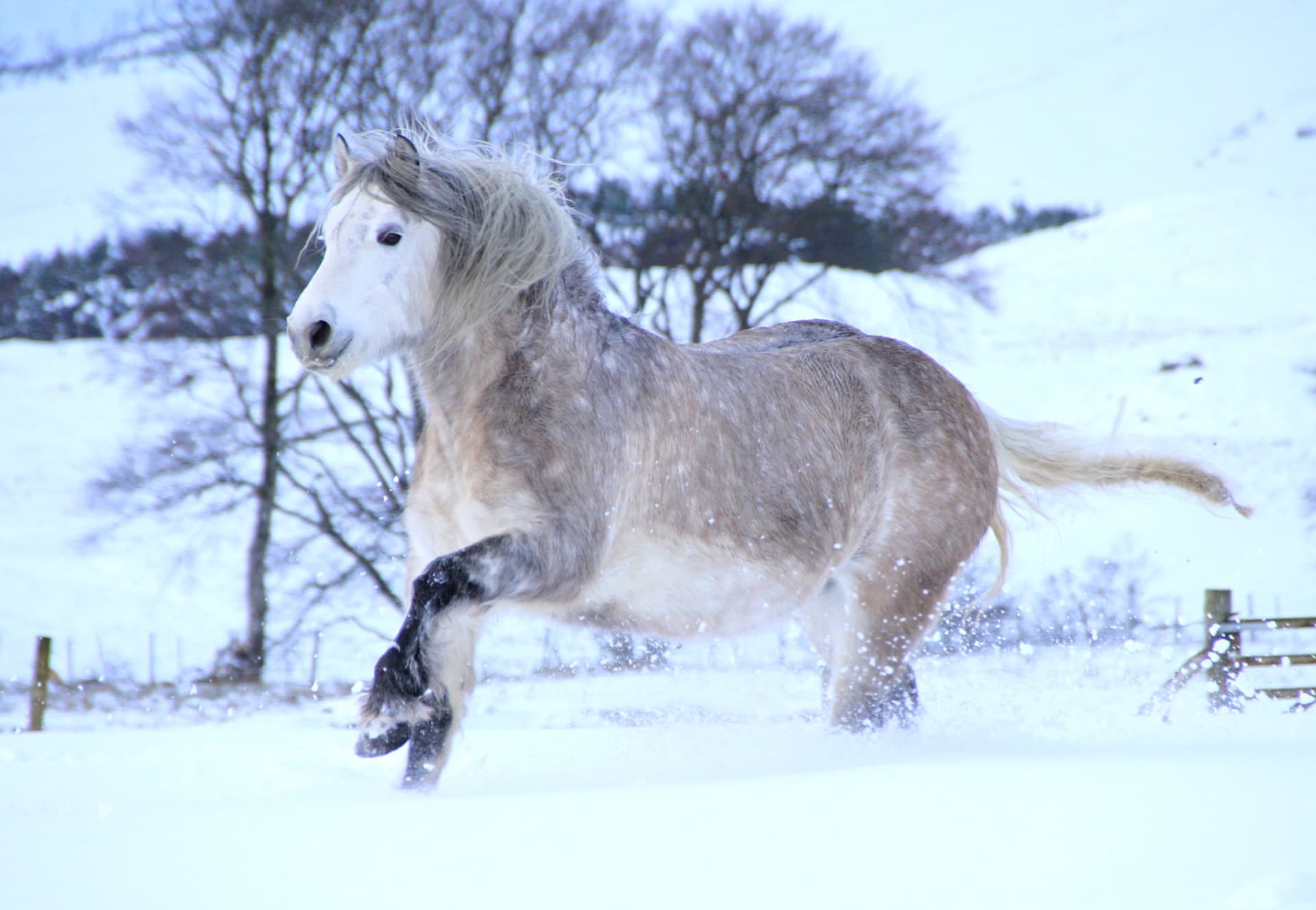 Highland pony