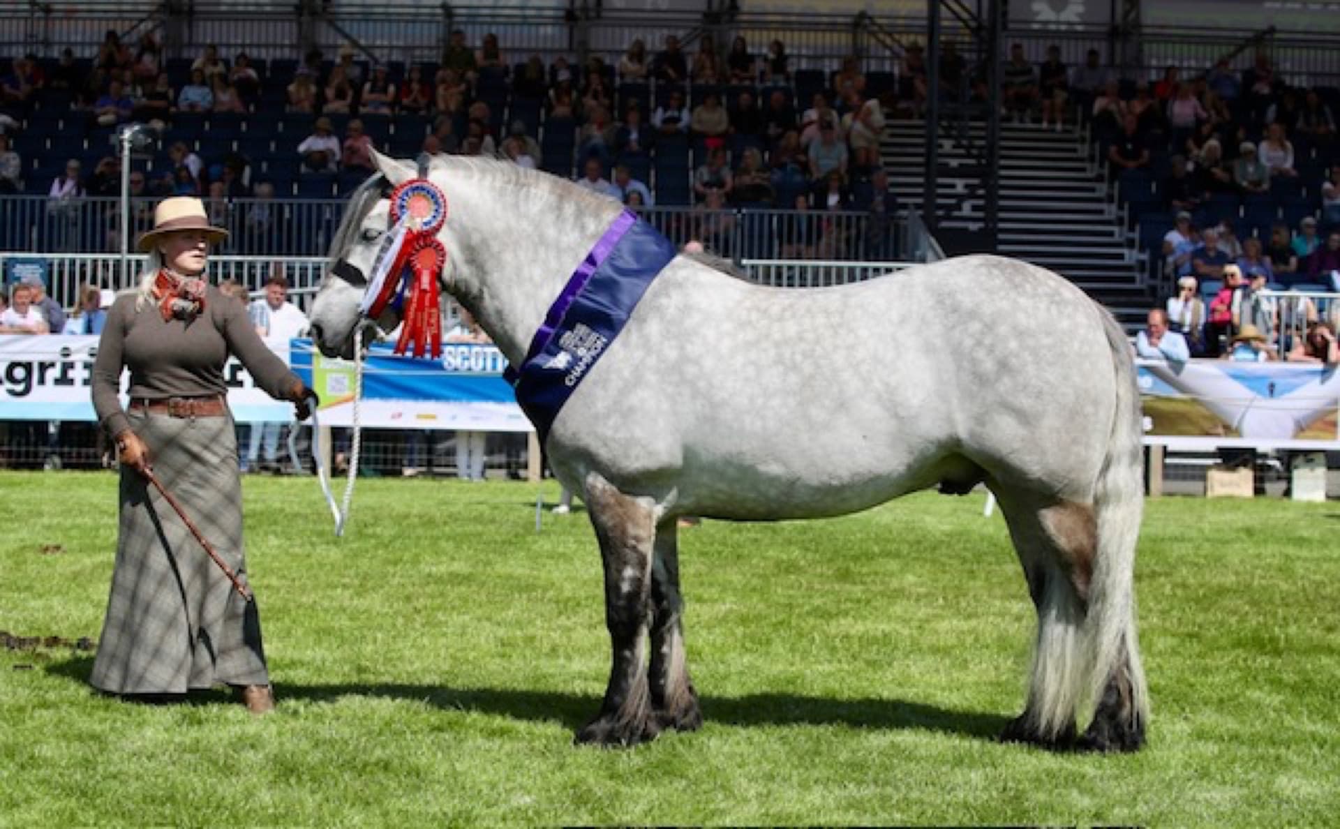 Highland pony
