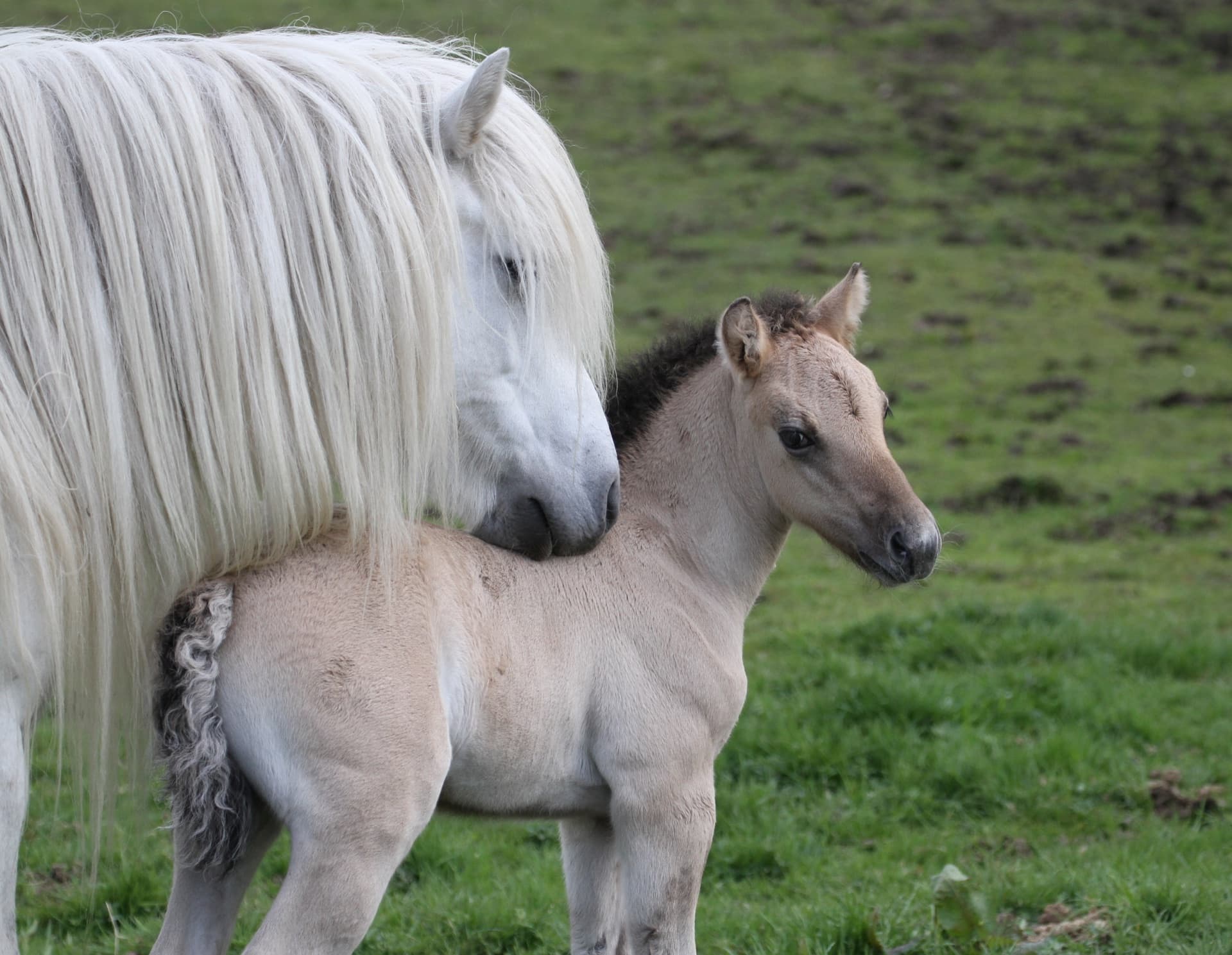 Highland pony