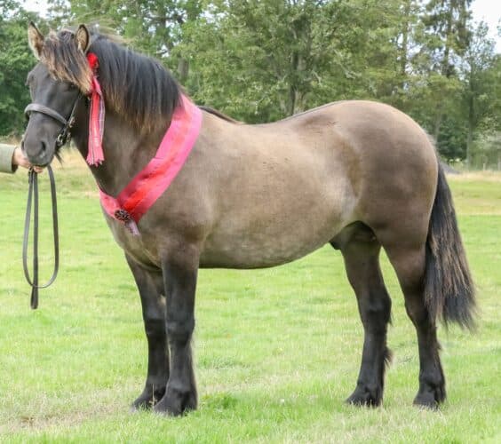 Highland pony