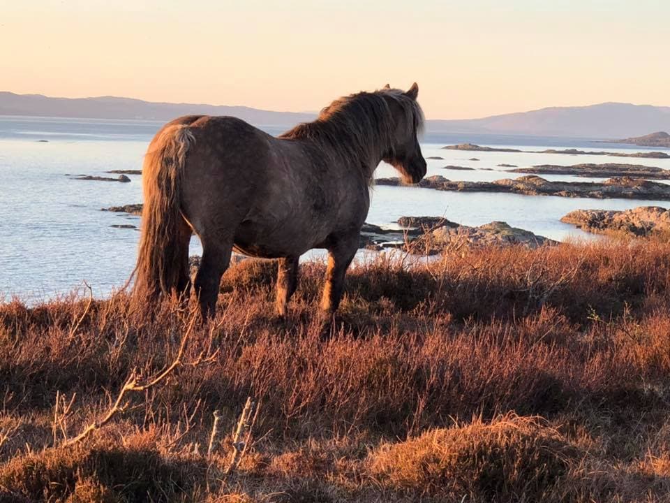 Highland Pony on a coastal headland in golden-hour light