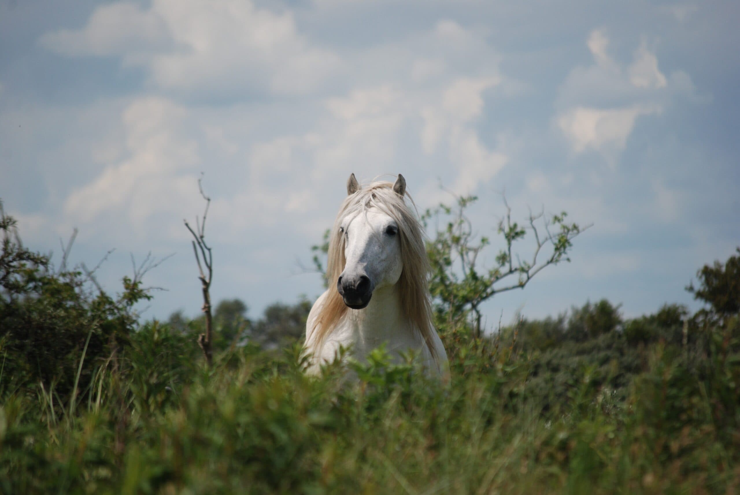 A grey Highland Pony against a dramatic Scottish sky