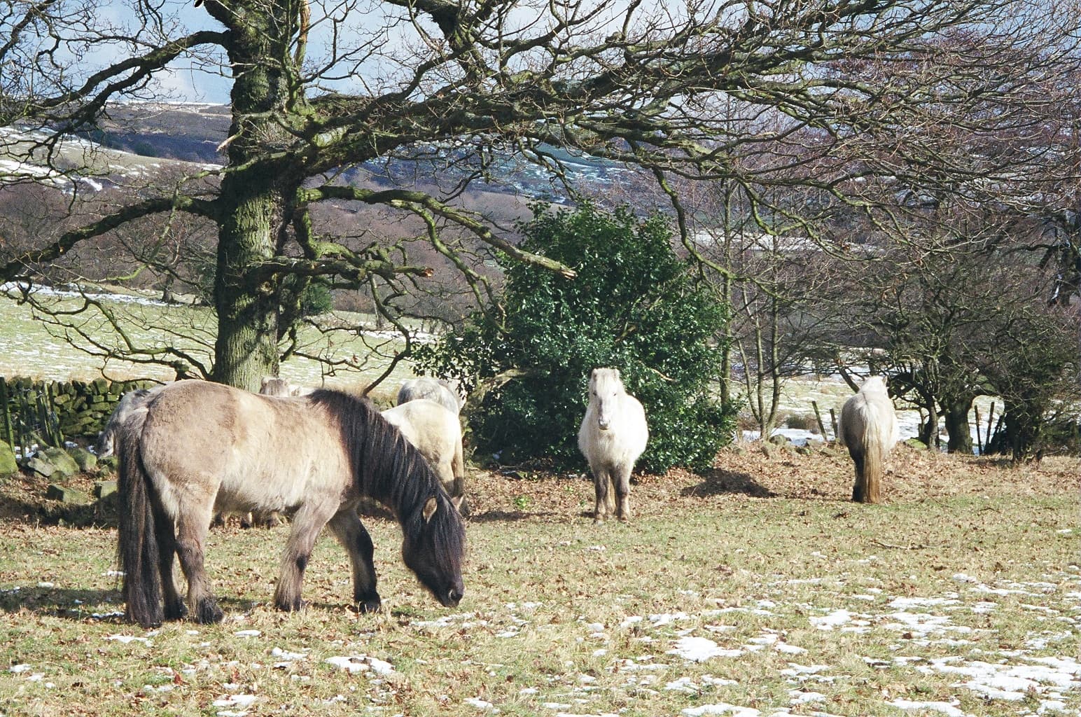 Highland ponies grazing in a snowy pasture