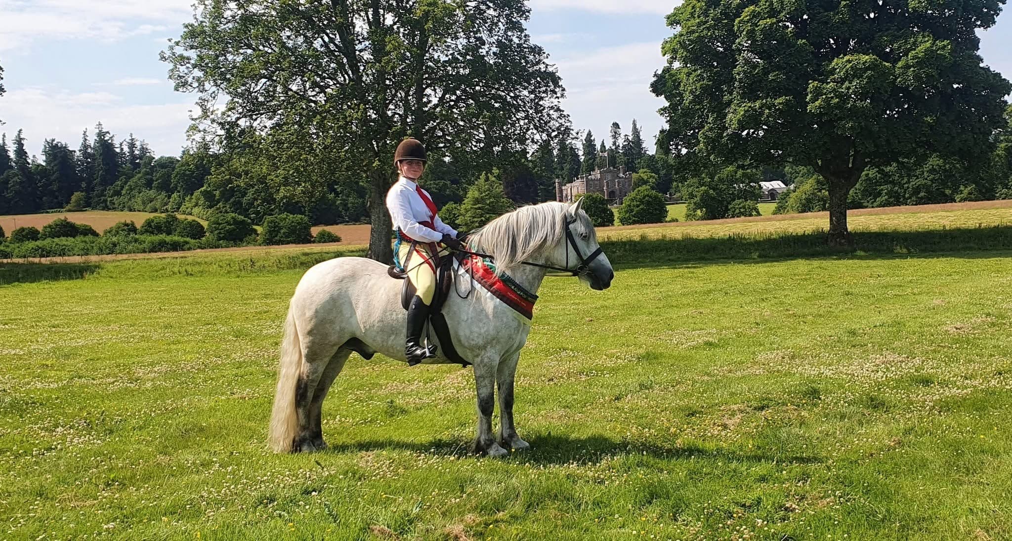 A ridden Highland pony, working hunter pony champion, at a show