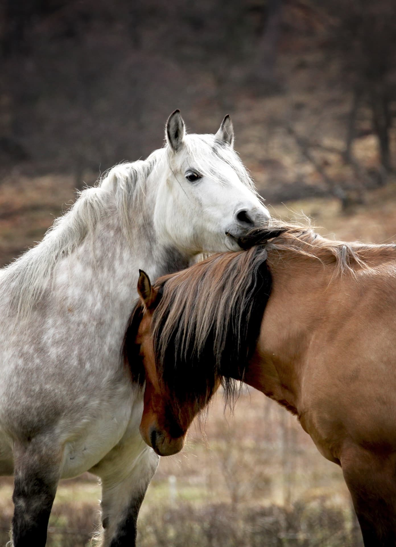 Two Highland Ponies grooming each other