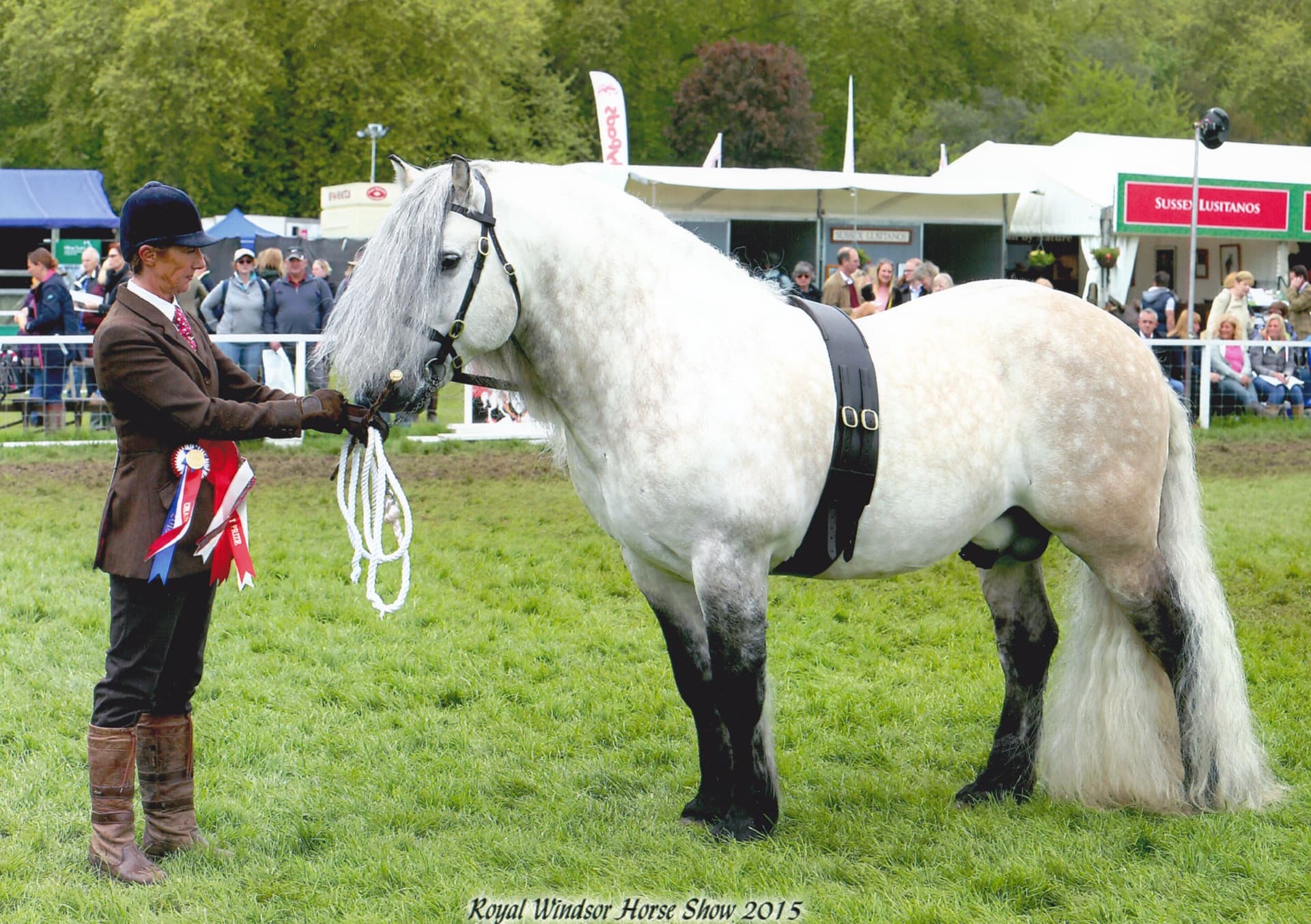 Highland pony