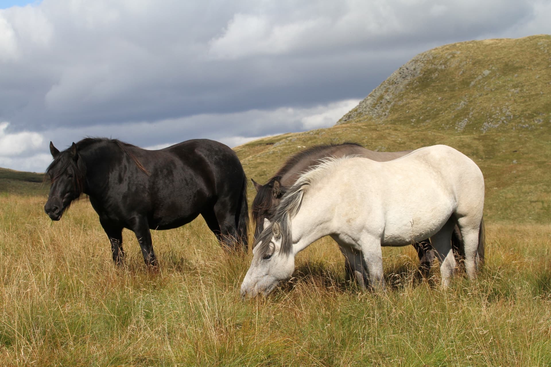 Highland pony