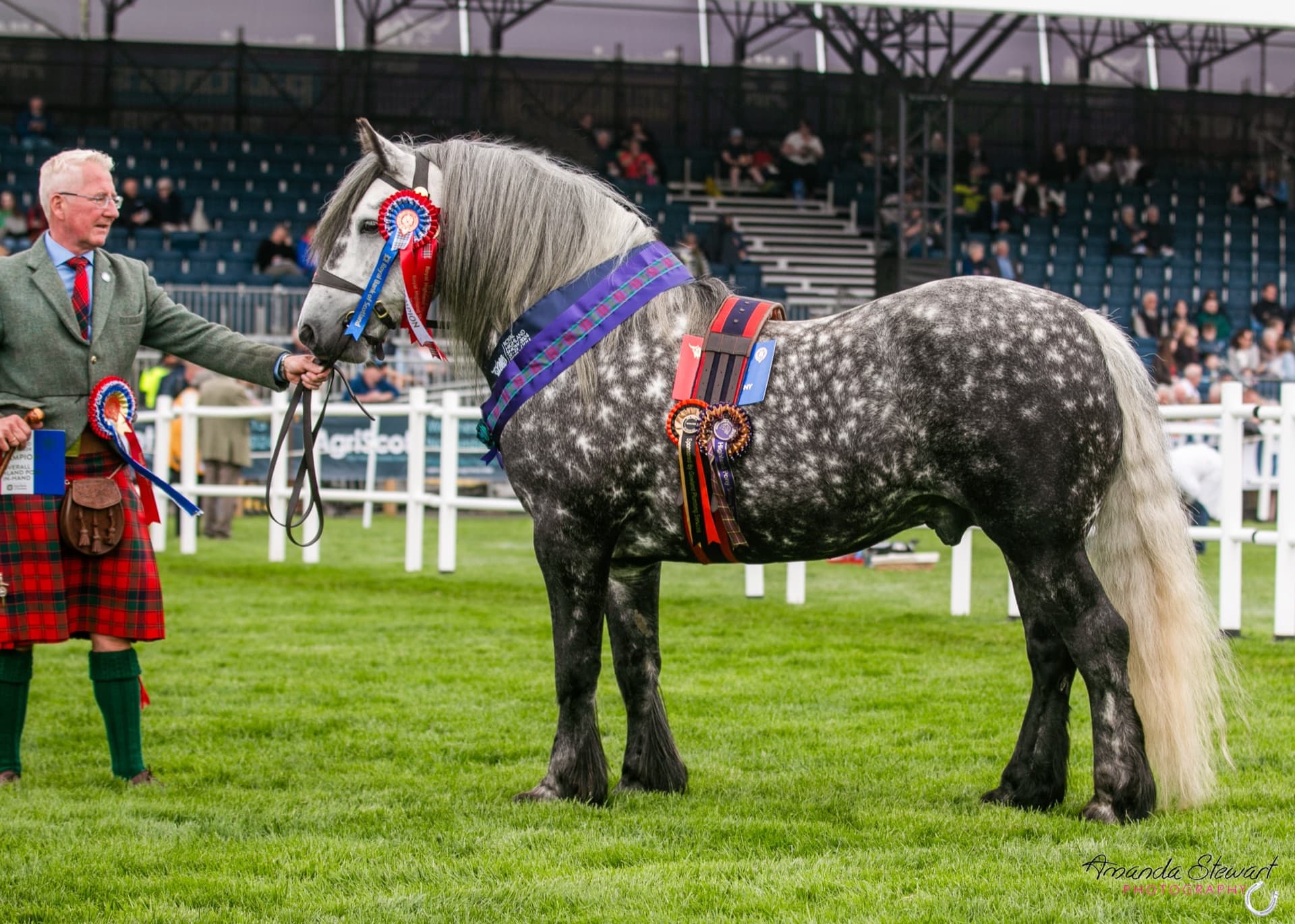 Ben Macdui of Strathavon, a dapple-grey Highland stallion shown in-hand at the Royal Highland Show
