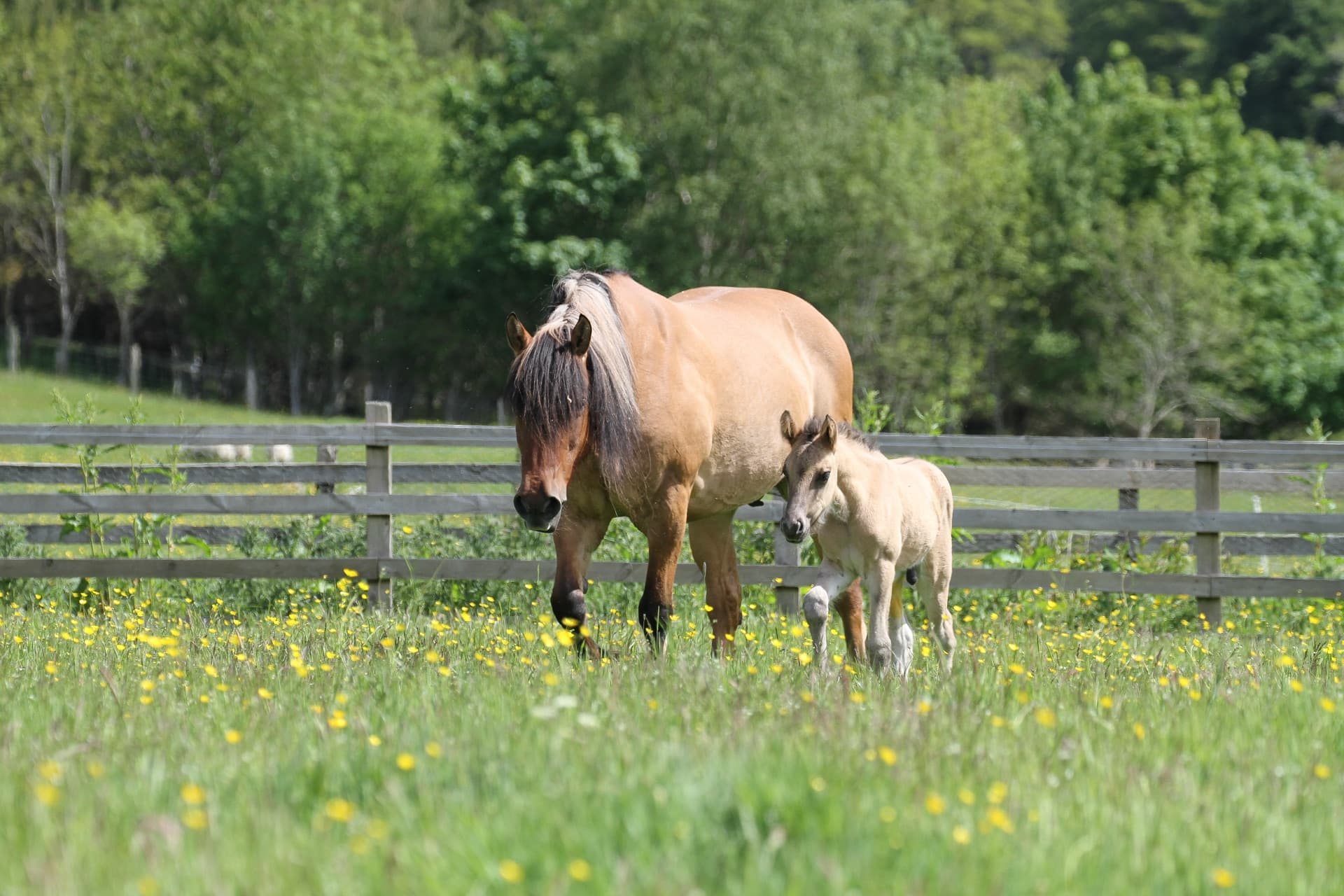 A dun Highland mare and her foal in a buttercup meadow