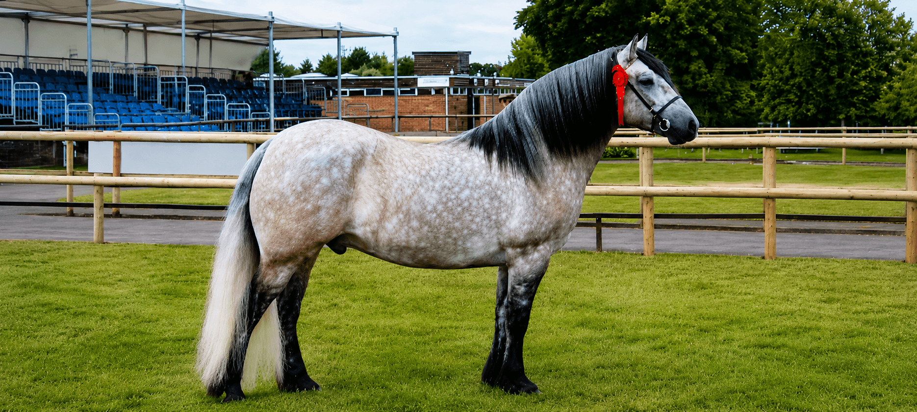 A dapple-grey Highland pony standing in profile at a show, wearing a prize rosette