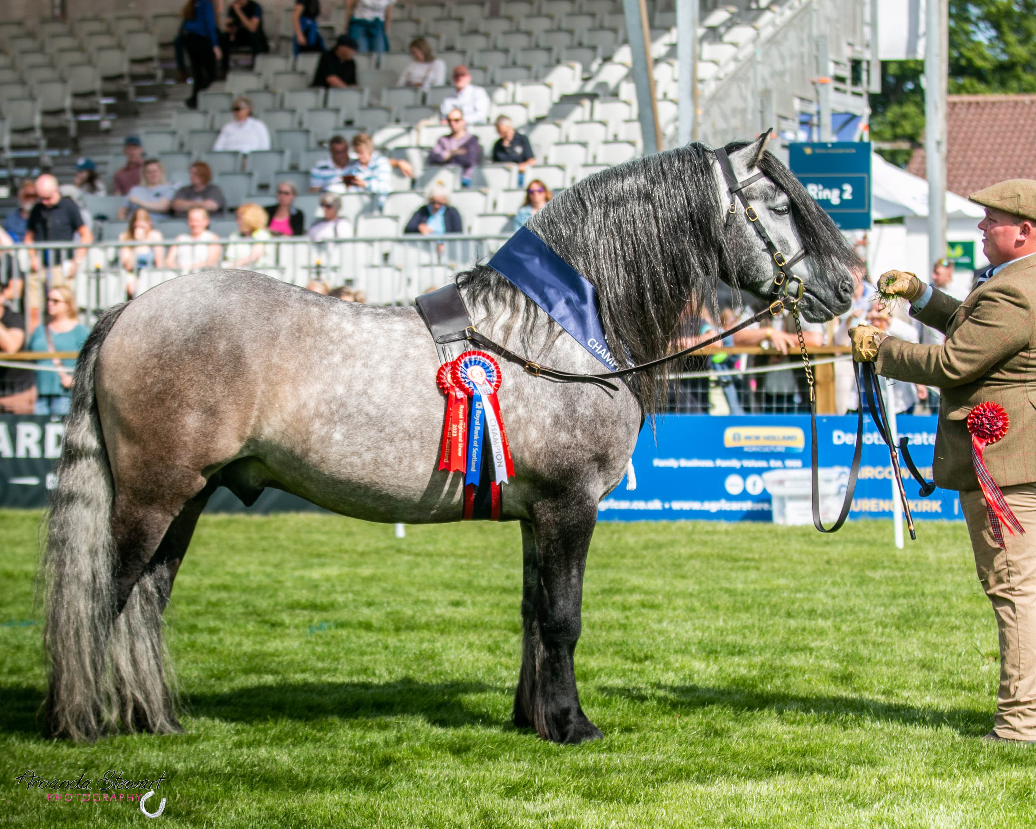 A Highland pony in-hand at a show with championship rosettes